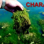 CHARA Chara