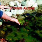 Stringalgae_hand2 String Algae