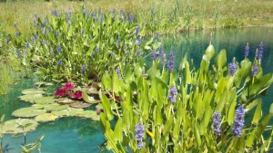 pickerel in bloom pickerel in bloom