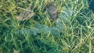 Spring and Wildlife at the Pond 2 perch eggs