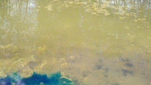 Small Pond with Pond Dye, Bacteria and Heavy Rain 1 Small pond Added Bacteria