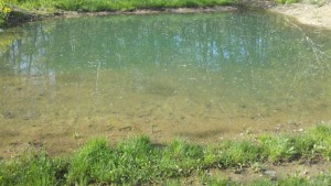 Small Pond with Pond Dye, Bacteria and Heavy Rain 3 Smal pond rained out