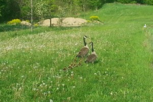 pond geese little ones