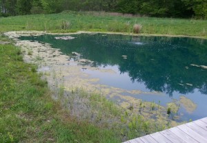 Pond Supplies for Muck and Clarity 4 Before adding WhatPond's Bacteria