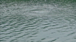 Can you put Too much Oxygen in the Pond 1 Boil in Water from Diffuser
