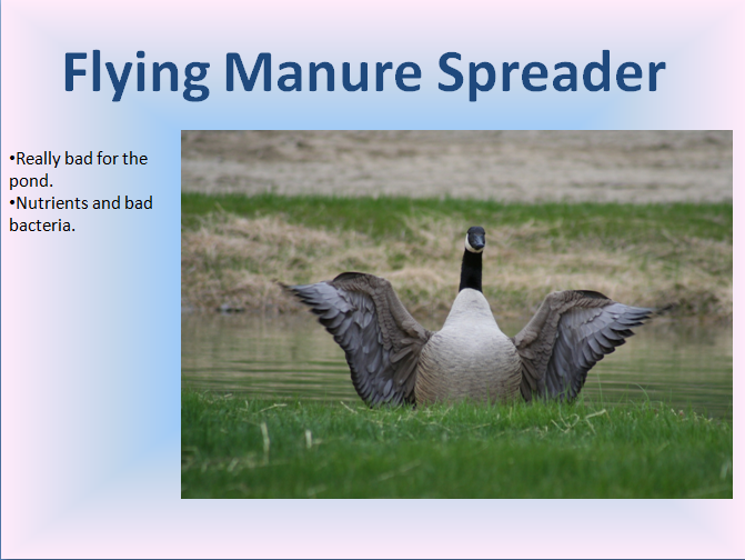 Spring 2015 1 Geese, the Flying Manure Spreader
