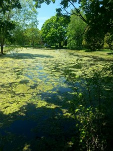 Buying Land with a Pond 1 Pond covered in algae-weeds underneath