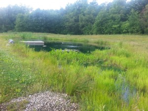 July 4th Pond Update 2 Little Pond plant load before cutting.