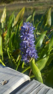 July 4th Pond Update 1 pickerel flower at whatpond