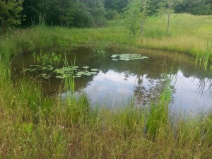 July 4th Pond Update 3 small pond at whatpond