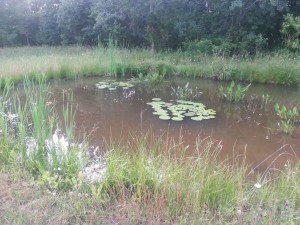 Buying Land with a Pond 3 water color can tell us more about the pond
