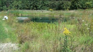Pond Season Is Almost Over 1 Pond Plants Seasonal cutting before