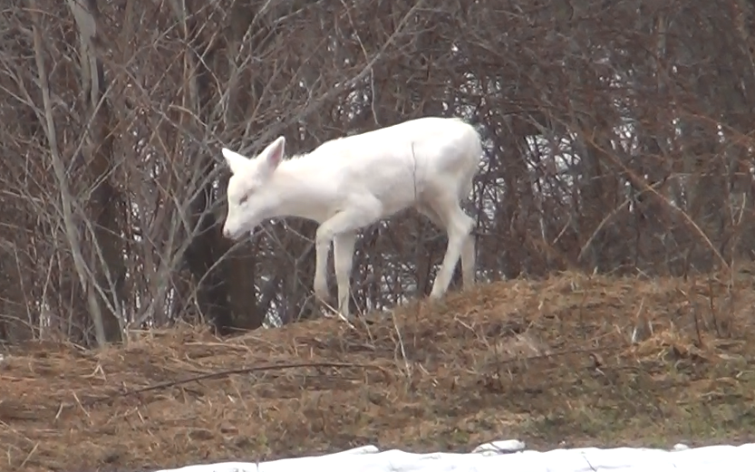Spring 2015 2 Albino Deer