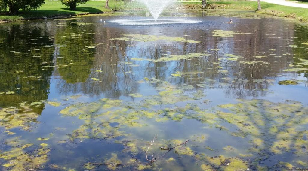 Spring and the Pond Start Up 1 Algae on the lose