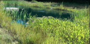 Summer Pond 2015 1 August Pond