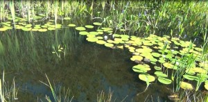 Summer Pond 2015 3 August Pond in Bloom