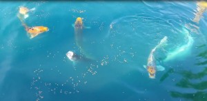 Summer Pond 2015 2 Feeding the Koi and Hybrid Stripers