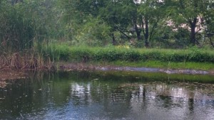 Cattail Removal Options 3 cattails after lake blanket