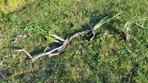 Cattail Removal Options 1 cattails and roots