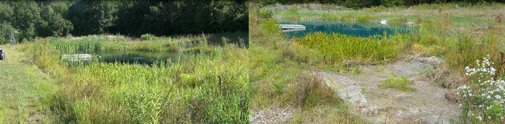Cattail Removal Options 2 before and after thinning cattails & plants