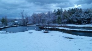 Pre Winter Pond Maintenance 1 first snow on the pond 10 16