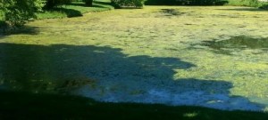 Pond Dump 2 Pond Algae and pond weeds