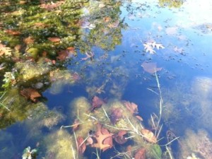 Pond Dump 1 pond weeds, Leaves and Algae
