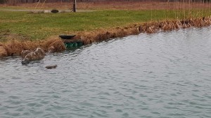 Spring Pond 2016 Continued 2 4 inch pipes removing pond water