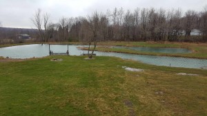 Spring Pond 2016 Continued 3 Overview of the full Pond