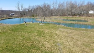 Spring has Sprung 2016 1 spring pond 2016