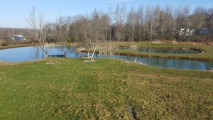 Spring has Sprung 2016 3 spring pond after burned 2016