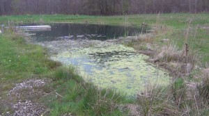 little pond with algae