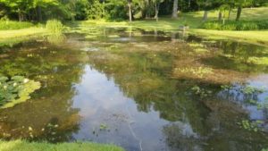 Pond Weeding-Pond Cleaning 1 pond weeds parrots feather and slender pond weed