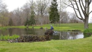Pond Weeding-Pond Cleaning 2 pond weeds piles of parrots feather