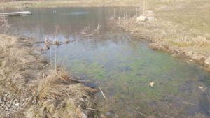 Pond Winter 2016-2017 2 Algae in the shallows in spring
