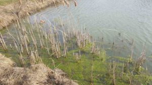 Pond Winter 2016-2017 1 Algae Early Spring