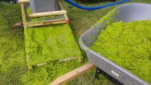 Watermeal, Duckweed Floating Pond Plants 2 Collecting watermeal pump screen and wheel barrel