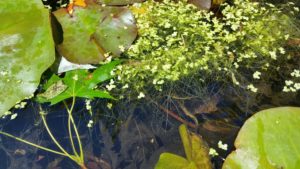 Watermeal, Duckweed Floating Pond Plants 3 Duckweed showing the roots