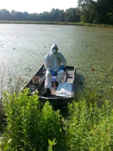 Watershield, Water Shield Pond Weed 5 Ready to treat Watershield whats missing