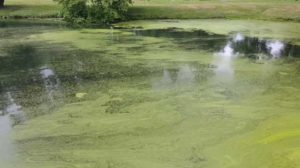 Coontail, Coon Tail Pond Weed 5 Watermeal on the pond