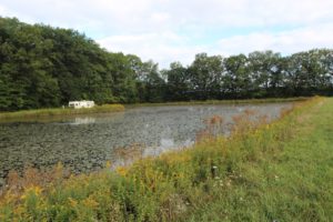Watershield, Water Shield Pond Weed 2 Watershield on 2 acre pond