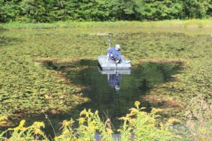 Watershield, Water Shield Pond Weed 3 Watershield cutting with Lake Mower
