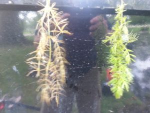 Coontail, Coon Tail Pond Weed 4 coontail