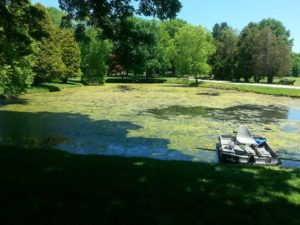 Coontail, Coon Tail Pond Weed 1 pond with coontail and algae