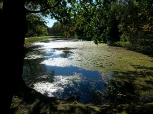 Pond Plans For Spring? 5 pond with coontail and algae half acre