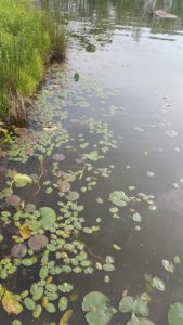 Watershield, Water Shield Pond Weed 4 watershield mixed with lilies