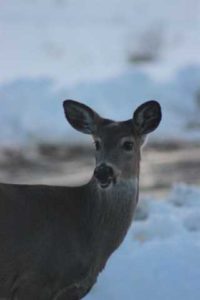 Winter Pond Wildlife 3 Deer: Hey whats up!