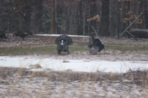 Winter Pond Wildlife 2 Turkey near the pond