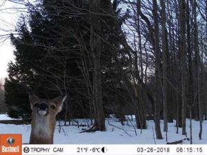 Winter Pond Wildlife 4 Deer smiling for the camera